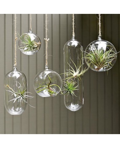 Trồng cây không khí cho phòng xanh tươi