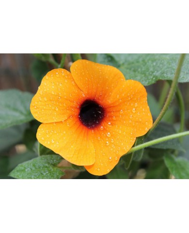 Trồng hoa mắt huyền cho ban công thêm dịu dàng