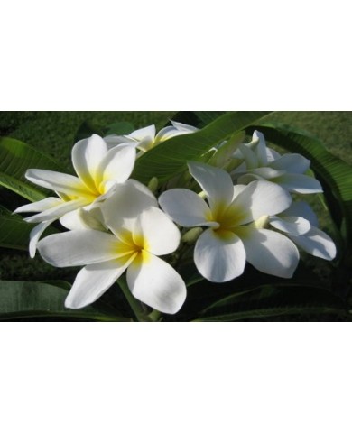 Trồng hoa sứ và xử lý cho hoa nở bung dip Tết