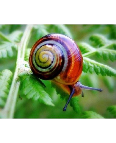 Những cách đơn giản diệt ốc sên cho vườn rau sạch