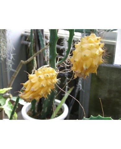 Độc đáo thanh long vàng giá gần 700.000đ/kg Độc đáo thanh long vàng giá gần 700.000đ/kg