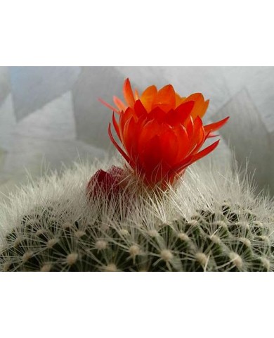 Độc đáo xương rồng đổi màu tại hội chợ hoa xuân