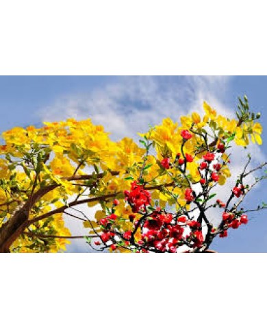 Ngày Tết - Cây hoa